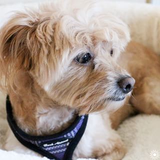 Our dog Lila definitely has favorites... including food. Find out…