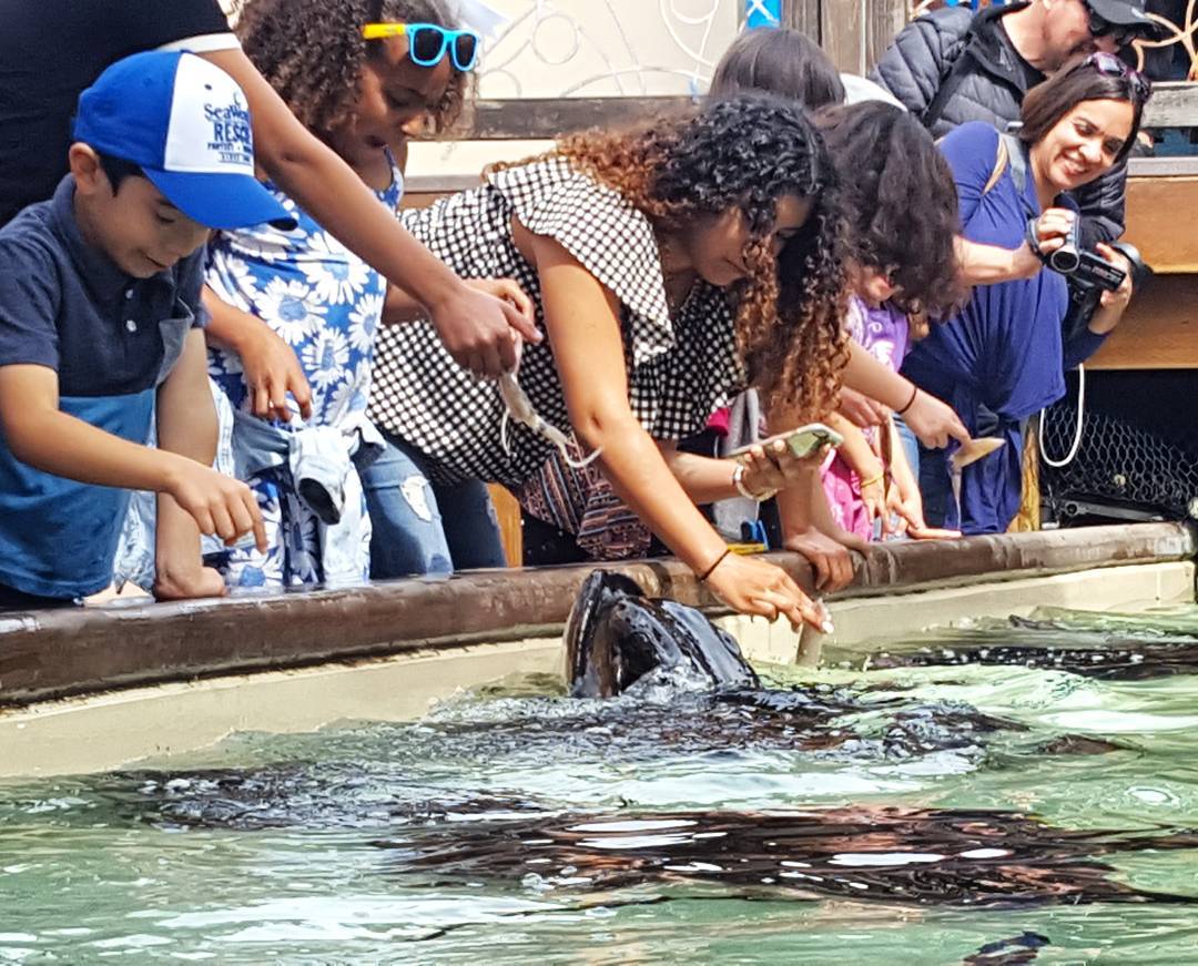 I am Bat Ray SeHablaBallena ad travel travelgram traveling travelingramhellip