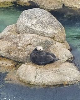 Mama Otter guarding her newborn  findingdoryevent myview travel travelgramhellip