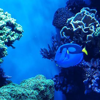 Going behind the scenes today w Finding Dory filmmakers! findingdoryeventhellip
