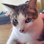 It’s Meow Time For My Cats And Me