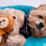 Playtime With Your Pets #CesarHomeDelights