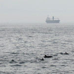 Aquarium of the Pacific Focuses on Endangered Whales This Summer