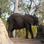 Going Wild At Disney’s Animal Kingdom #ZootopiaEvent