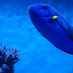 Finding Dory, Sea Otters and Petting An Octopus At The Monterey Bay Aquarium