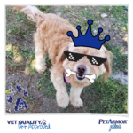What To Do If Your Pet Gets Fleas